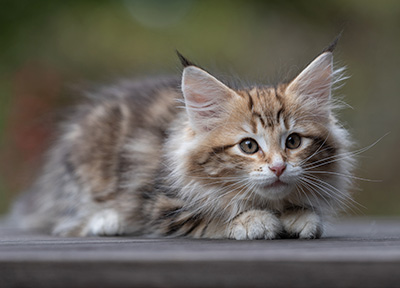 Thorveig - 12 weeks old