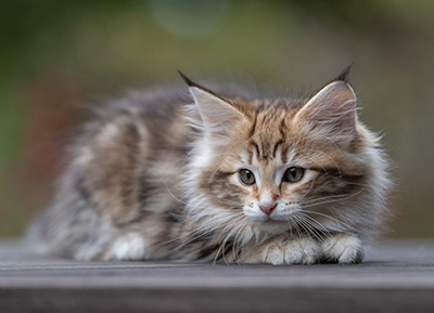 Thorveig - 12 weeks old