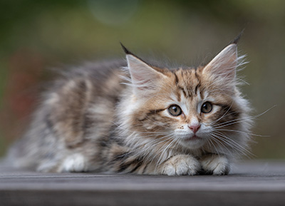 Thorveig - 12 weeks old