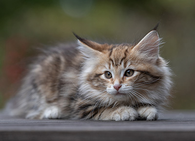 Thorveig - 12 weeks old