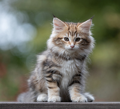 Thorveig - 12 weeks old