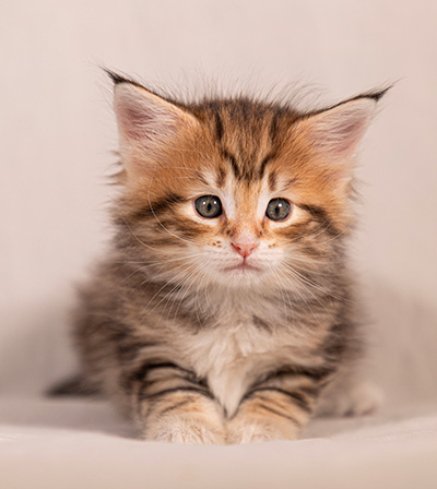 Thorveig - 6 weeks old