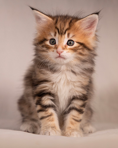 Thorveig - 6 weeks old