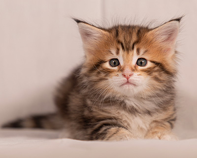 Thorveig - 6 weeks old