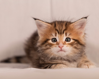 Thorveig - 6 weeks old