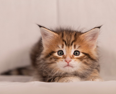 Thorveig - 6 weeks old