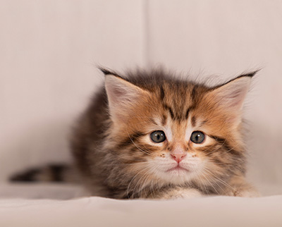 Thorveig - 6 weeks old