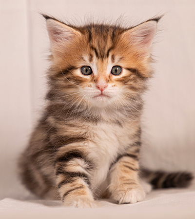 Thorveig - 6 weeks old