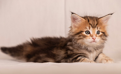 Thorveig - 6 weeks old