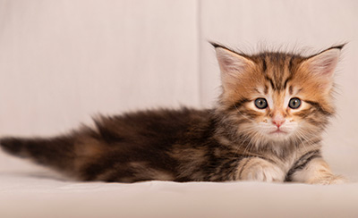 Thorveig - 6 weeks old