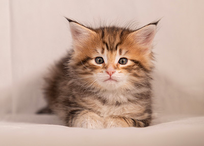 Thorveig - 6 weeks old