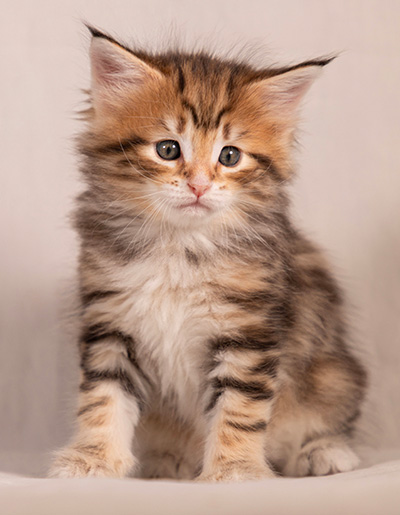 Thorveig - 6 weeks old