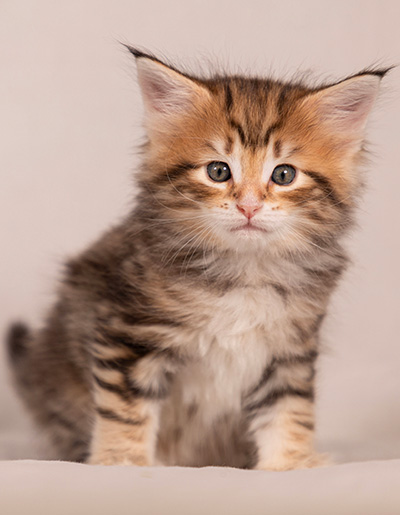 Thorveig - 6 weeks old