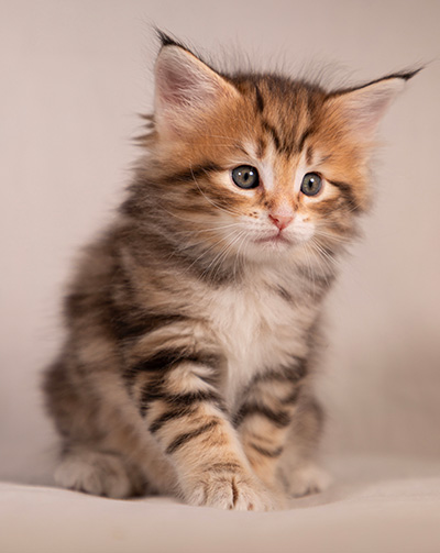 Thorveig - 6 weeks old