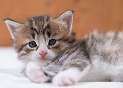 Sandvika - 4 weeks old