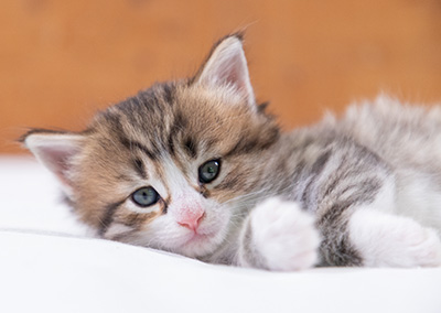 Sandvika - 4 weeks old