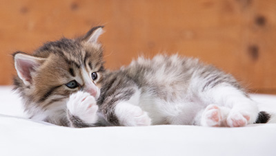Sandvika - 4 weeks old