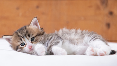 Sandvika - 4 weeks old