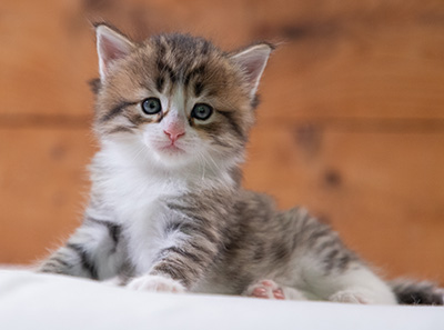 Sandvika - 4 weeks old