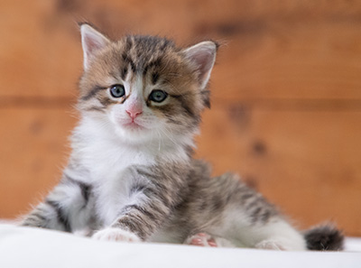 Sandvika - 4 weeks old