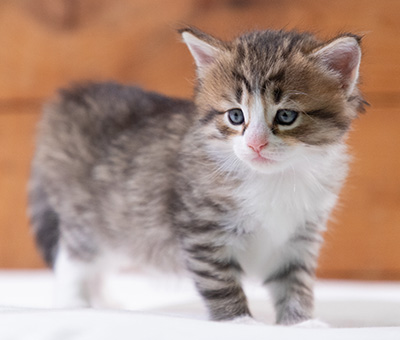 Sandvika - 4 weeks old