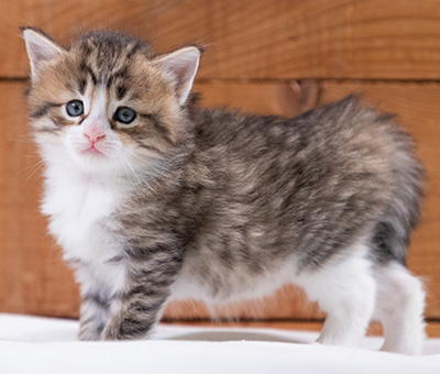 Sandvika - 4 weeks old