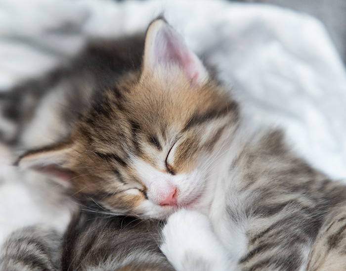 Sandvika - 4 weeks old