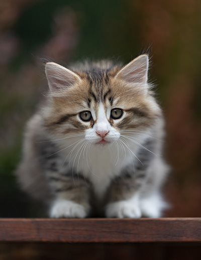 Sandvika - 7 weeks old
