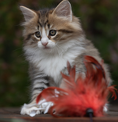 Sandvika - 7 weeks old