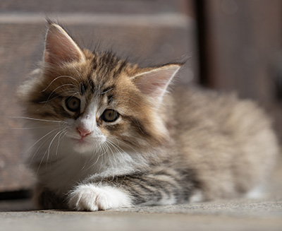 Sandvika - 7 weeks old