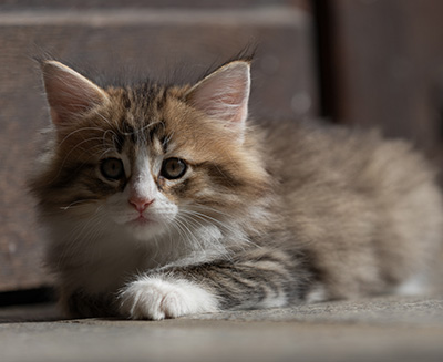 Sandvika - 7 weeks old