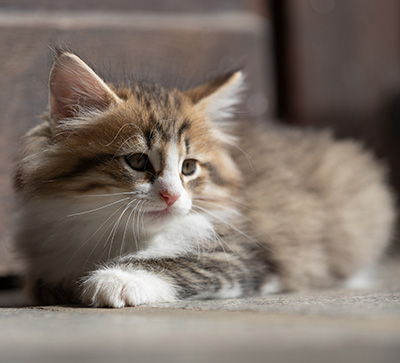 Sandvika - 7 weeks old