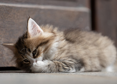 Sandvika - 7 weeks old