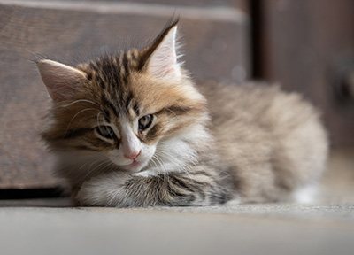Sandvika - 7 weeks old