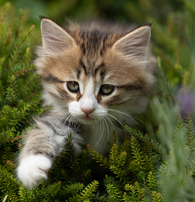 Sandvika - 7 weeks old