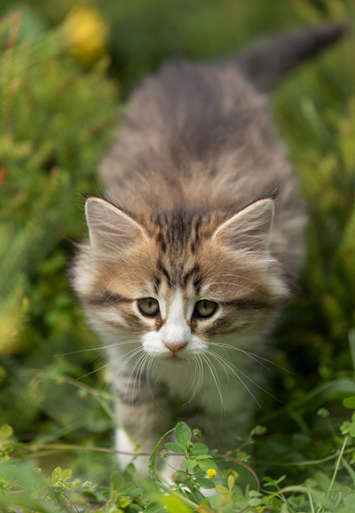Sandvika - 7 weeks old