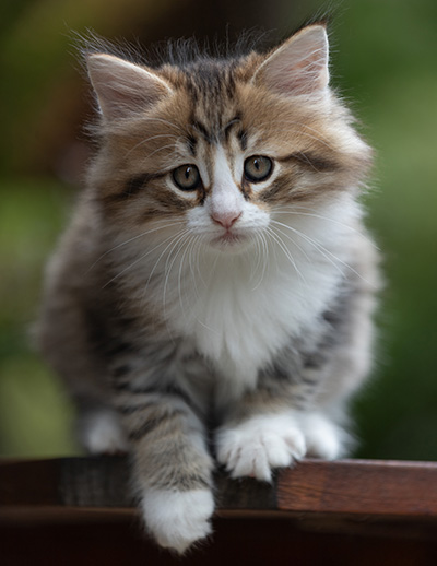 Sandvika - 7 weeks old