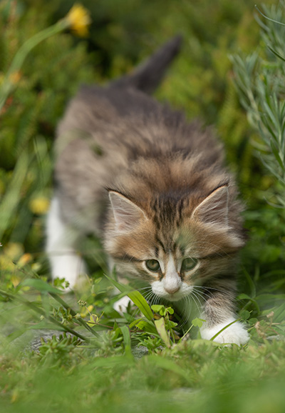Sandvika - 7 weeks old