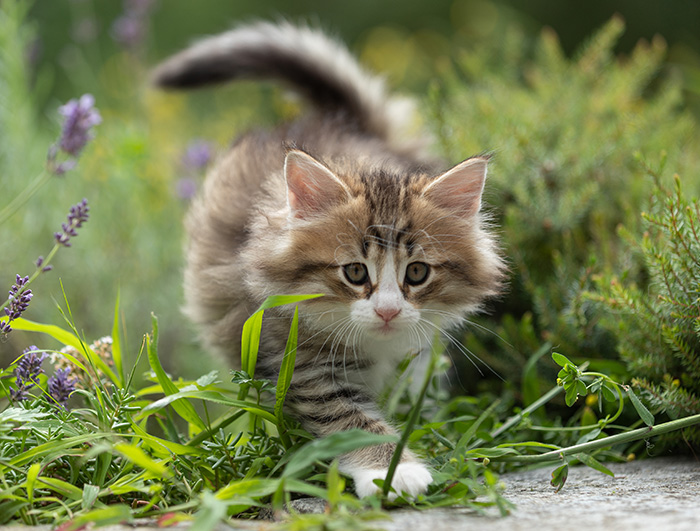 Sandvika - 7 weeks old