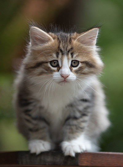 Sandvika - 7 weeks old