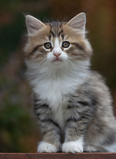 Sandvika - 7 weeks old