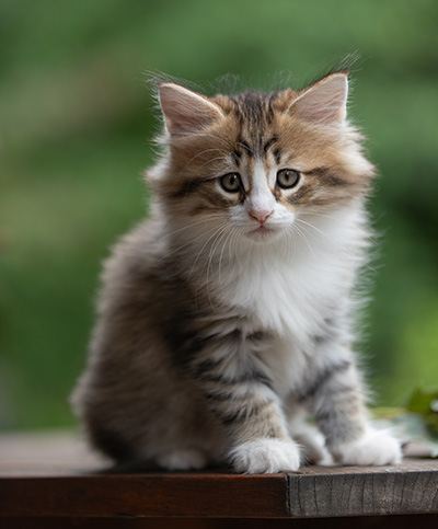 Sandvika - 7 weeks old