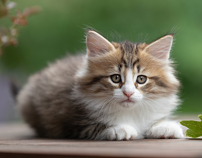 Sandvika - 7 weeks old