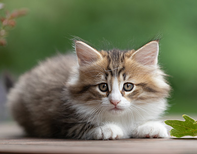 Sandvika - 7 weeks old