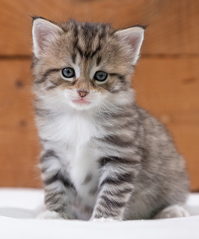 Silda - 4 weeks old