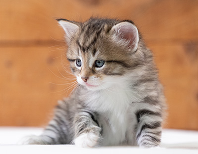Silda - 4 weeks old