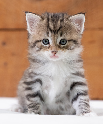 Silda - 4 weeks old