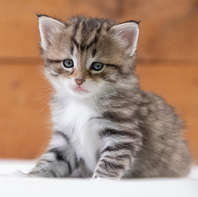 Silda - 4 weeks old