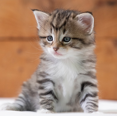 Silda - 4 weeks old