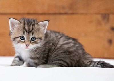 Silda - 4 weeks old